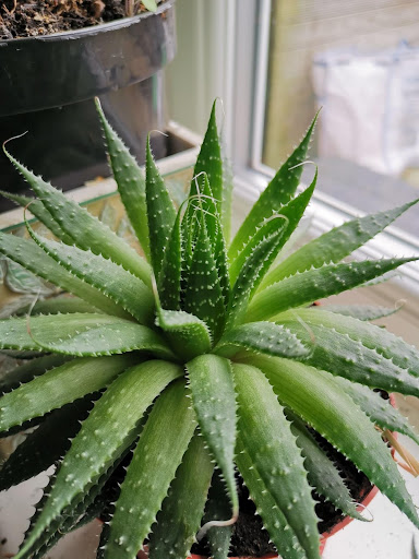 Aloe Vera: Your Hair's Favorite Plant (and the Plant of Immortality) –